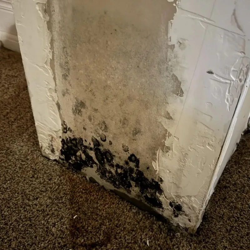 Professional Mold Removal in Fountain County, IN